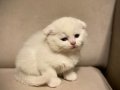 ücretsiz acil yavru kedi sahiplendirme