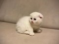 ücretsiz acil yavru kedi sahiplendirme