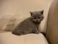 ücretsiz acil yavru kedi sahiplendirme