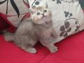 Shorthair Yavrular Yeni Yuvalarına Hazır 