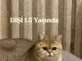 Shorthair Yavrular Yeni Yuvalarına Hazır 