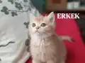 Shorthair Yavrular Yeni Yuvalarına Hazır 