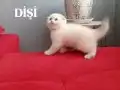 Shorthair Yavrular Yeni Yuvalarına Hazır 