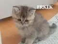 Shorthair Yavrular Yeni Yuvalarına Hazır 