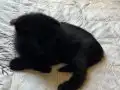 Kediye ırkçılık yapılıyor destek olun.