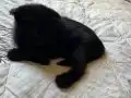 Kediye ırkçılık yapılıyor destek olun.