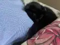 Kediye ırkçılık yapılıyor destek olun.