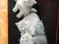 Lilac ve grı point dişi erkek bebekler