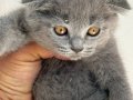 BRİTİSH yavruları kaliteli orjinel yavru kediler 