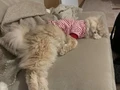 Dişi British Kedi