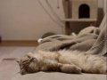 Dişi British Kedi