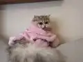 Dişi British Kedi