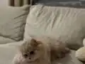 Dişi British Kedi