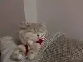 Dişi British Kedi