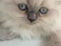 Scottish fold bebek 2 aylık kız mavi göz beyaz 