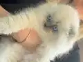 Scottish fold bebek 2 aylık kız mavi göz beyaz 