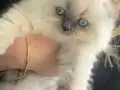 Scottish fold bebek 2 aylık kız mavi göz beyaz 