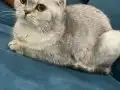 Scottish Fold Yetişkin Dişi