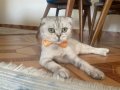 Scottish Fold Yetişkin Dişi