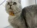 Scottish Fold Yetişkin Dişi