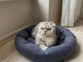 Scottish Fold Yetişkin Dişi