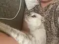 Scottish Fold Yetişkin Dişi