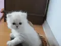 Secereli british longhair dişi yavru