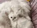 Secereli british longhair dişi yavru