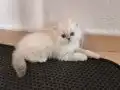 Secereli british longhair dişi yavru