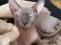 Mavi Gri Gözlü Kadife Tenli Safkan Sphynx