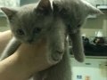 Sevimli İki British Shorthair Yavruları