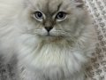 Ragdoll Kırması Yakışıklı Oğlum 