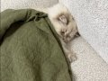 Ragdoll Kırması Yakışıklı Oğlum 