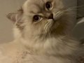 Ragdoll Kırması Yakışıklı Oğlum 