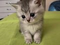 British shorthair yavrumuz
