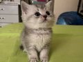 British shorthair yavrumuz