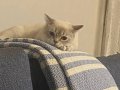 10 Aylık British Shorthair Bluepoint Sütlaç