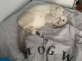 10 Aylık British Shorthair Bluepoint Sütlaç