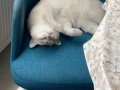 10 Aylık British Shorthair Bluepoint Sütlaç