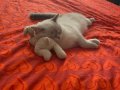 10 Aylık British Shorthair Bluepoint Sütlaç