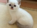2 Aylık British Blue Point Yavru