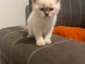 2 Aylık British Blue Point Yavru