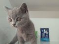 Bal Damlası Gözlü Duman Mavisi British Shorthair Yavrular 
