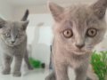 Bal Damlası Gözlü Duman Mavisi British Shorthair Yavrular 