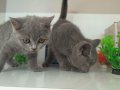 Bal Damlası Gözlü Duman Mavisi British Shorthair Yavrular 