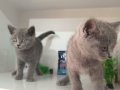 Bal Damlası Gözlü Duman Mavisi British Shorthair Yavrular 