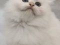 2 Aylık Scottish Fold Yavrumuz Mavi Gri Gözlü