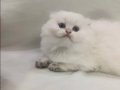 2 Aylık Scottish Fold Yavrumuz Mavi Gri Gözlü
