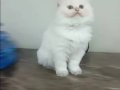 2 Aylık Scottish Fold Yavrumuz Mavi Gri Gözlü