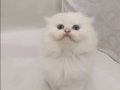 2 Aylık Scottish Fold Yavrumuz Mavi Gri Gözlü